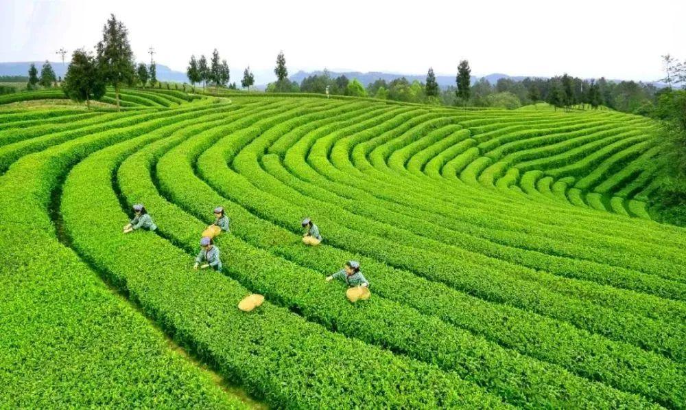 四川富硒茶分布