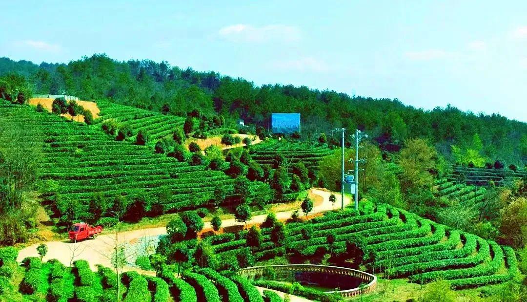 四川富硒茶分布