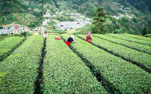 富硒藤茶的汤色