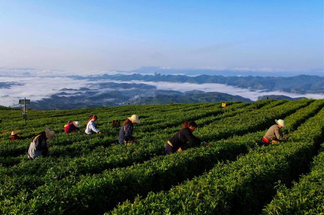 富硒藤茶的汤色