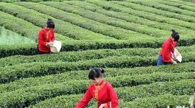 富硒藤茶的汤色