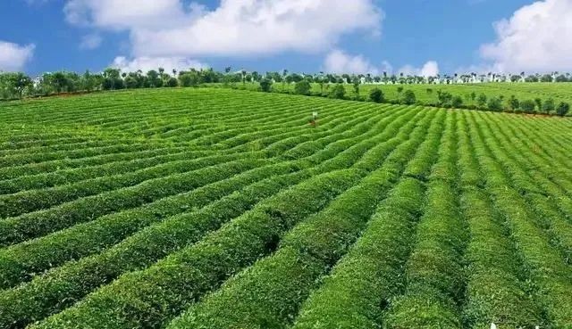富硒藤茶的汤色