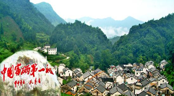 石台县富硒野茶
