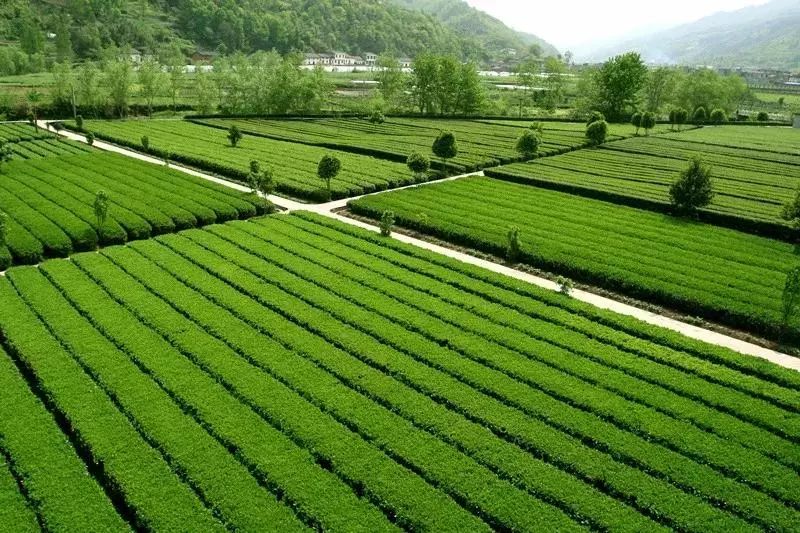 池州五峰富硒茶