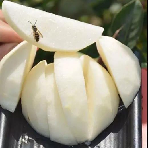 四川广元富硒茶