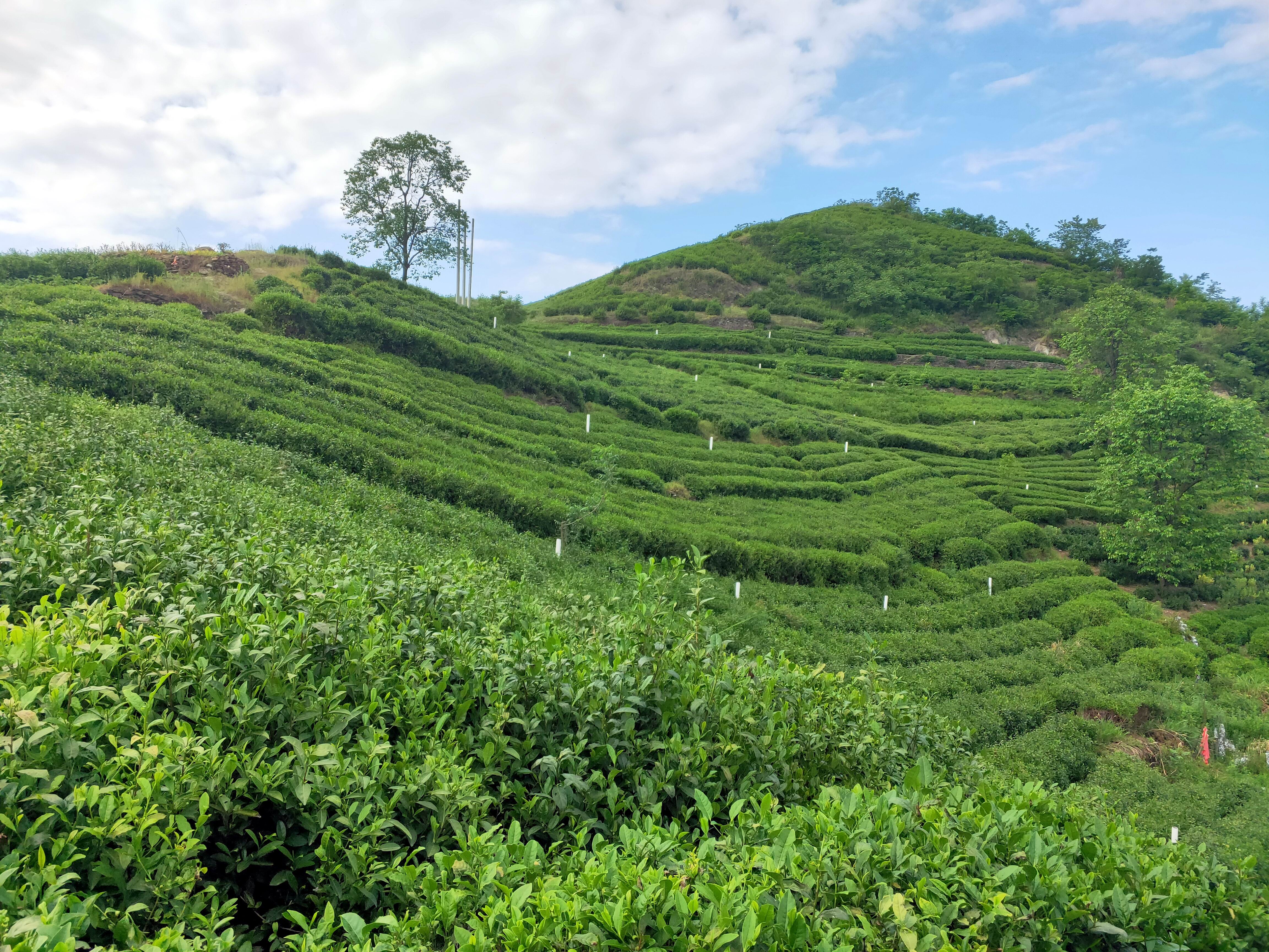万源富硒茶荣誉