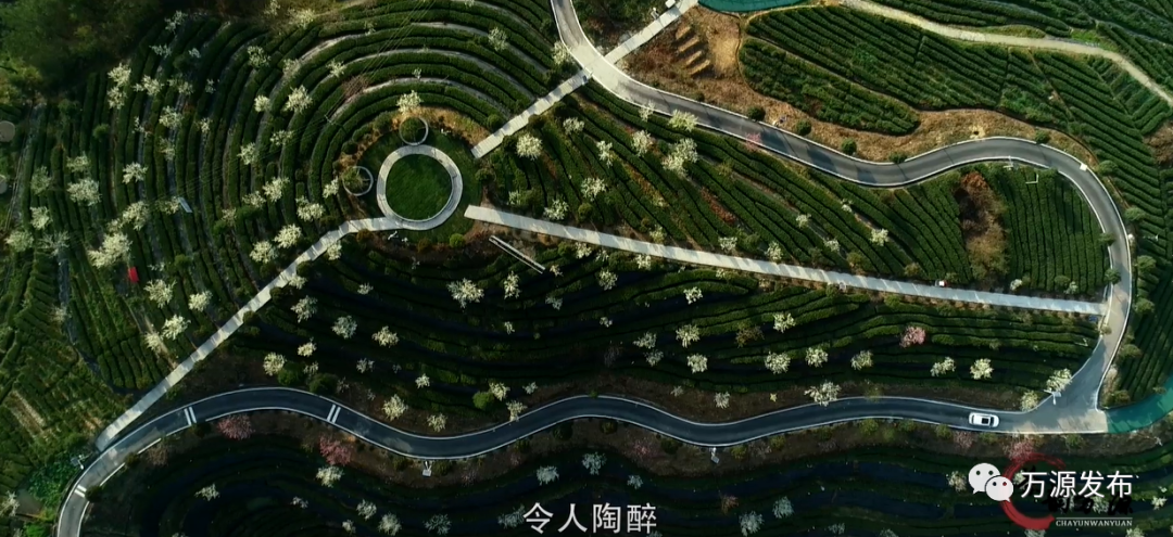 达州万源富硒茶