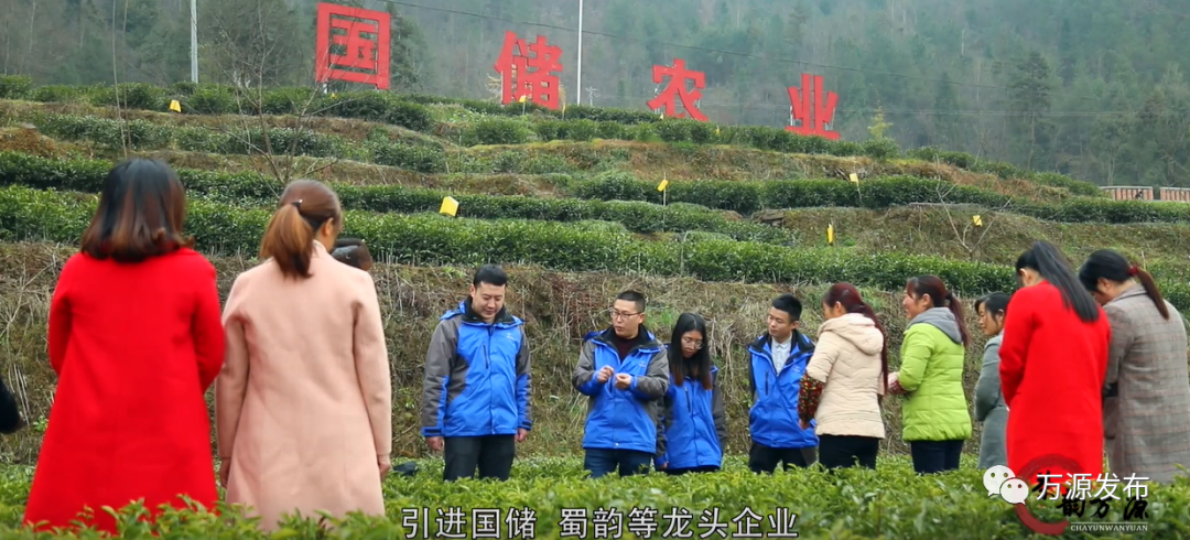 达州万源富硒茶