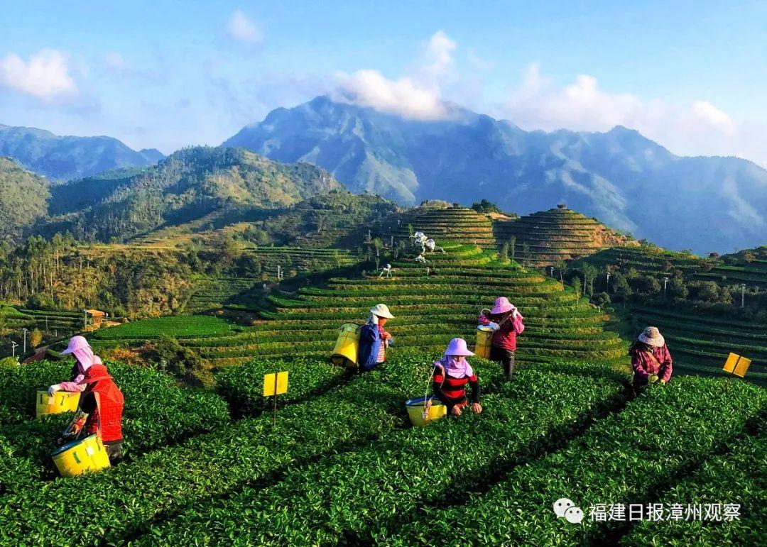 何为富硒八仙茶