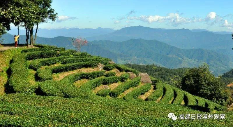 何为富硒八仙茶