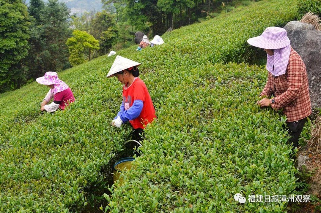 何为富硒八仙茶