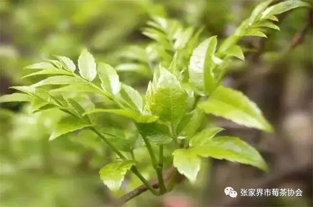 张家界富硒霉茶