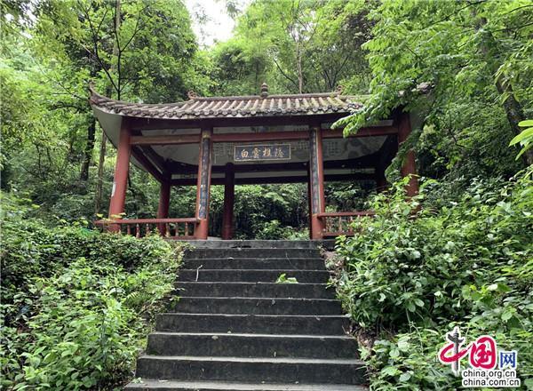 徽百年富硒野茶