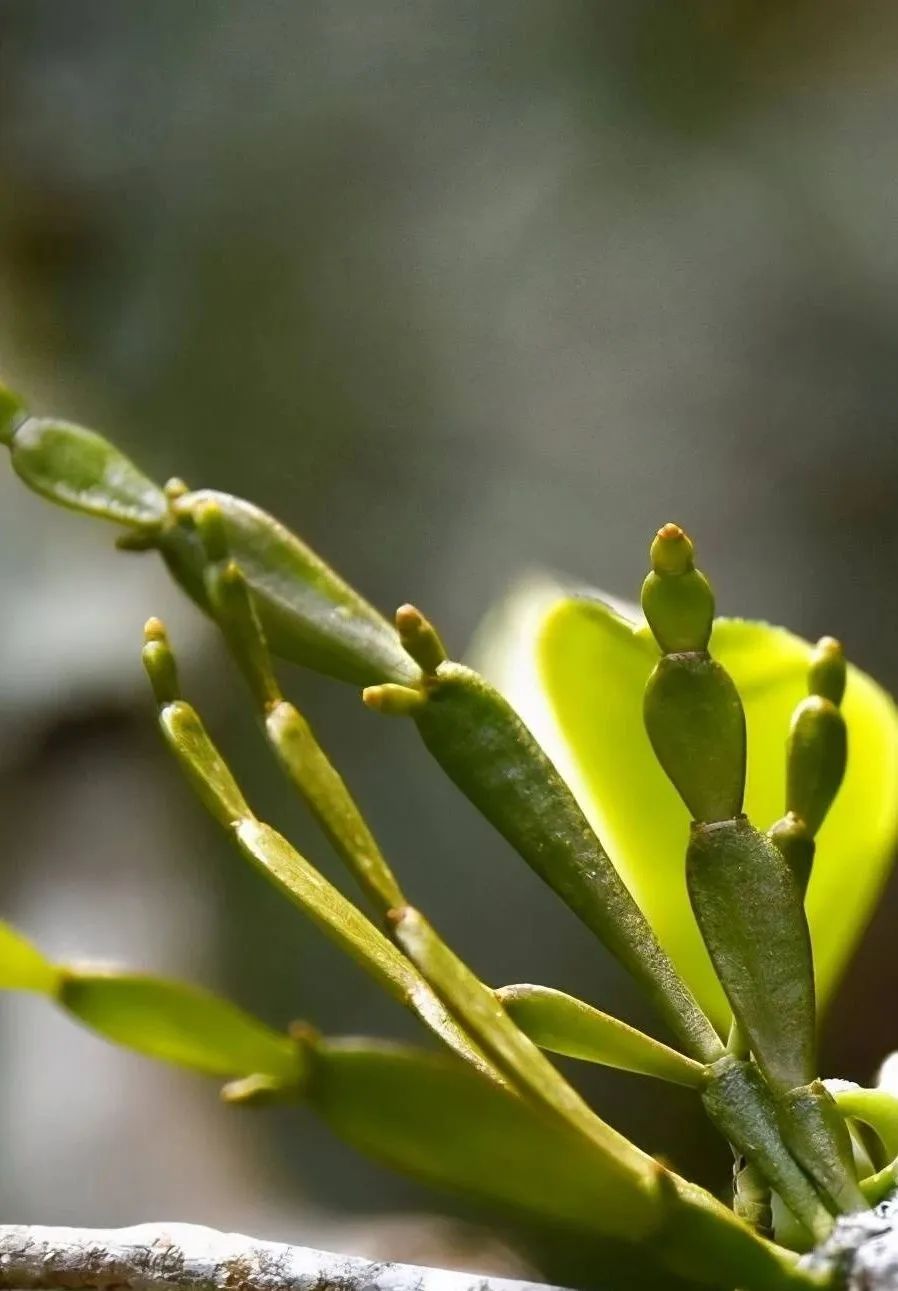 富硒百年古树茶
