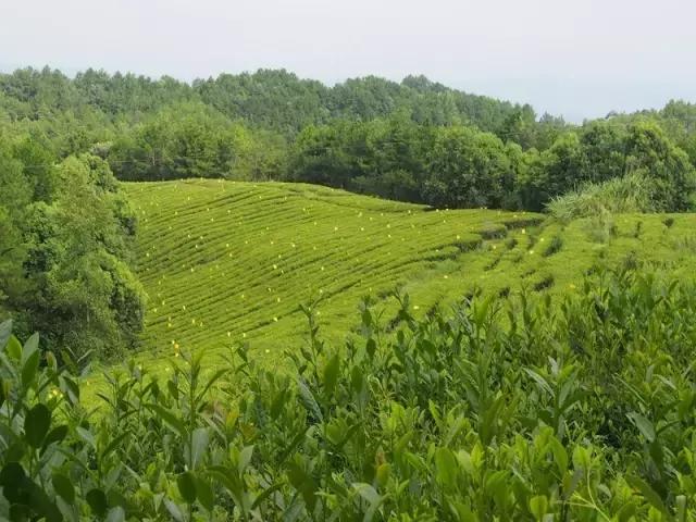 徽百年富硒野茶