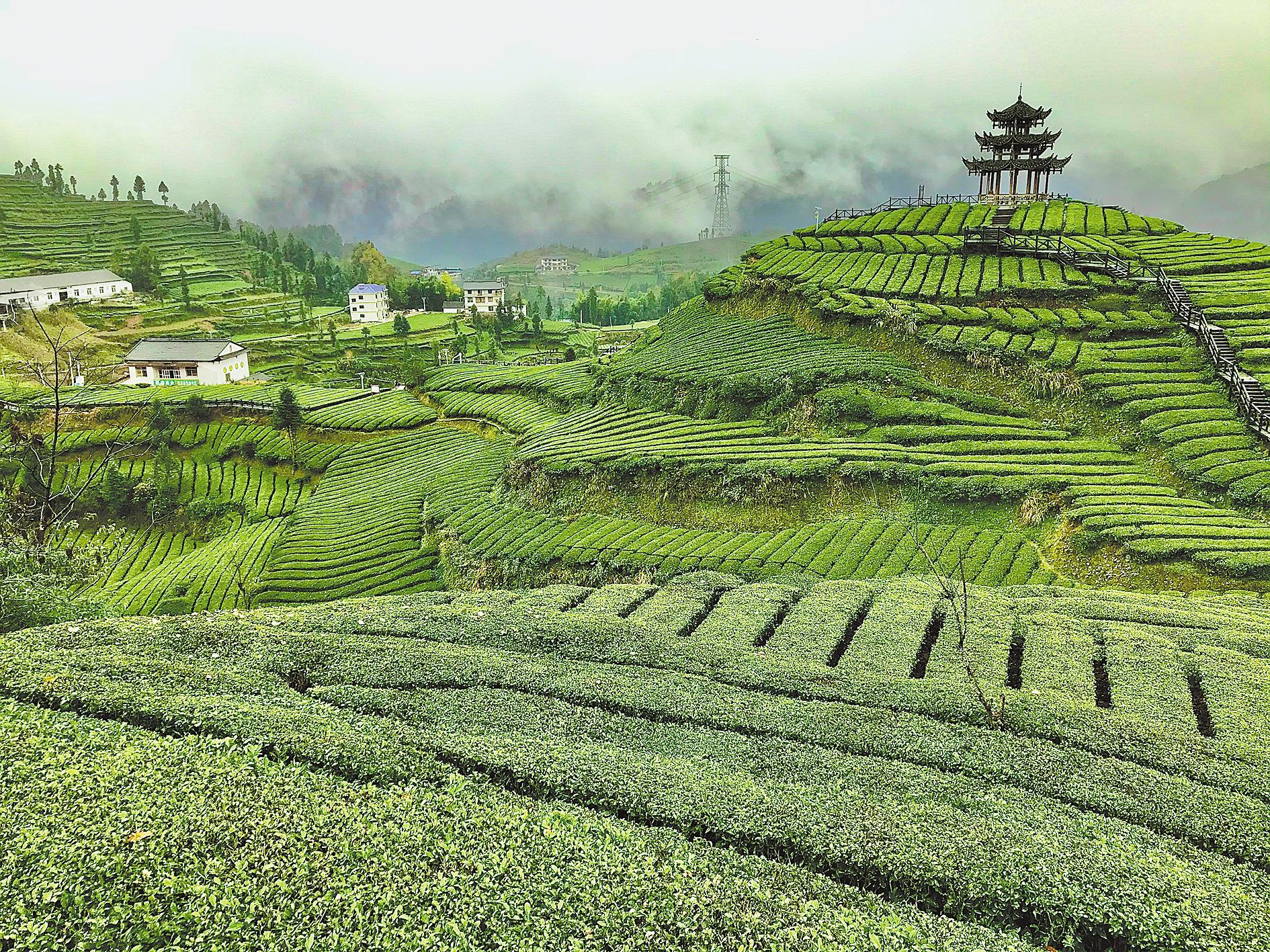 徽百年富硒野茶