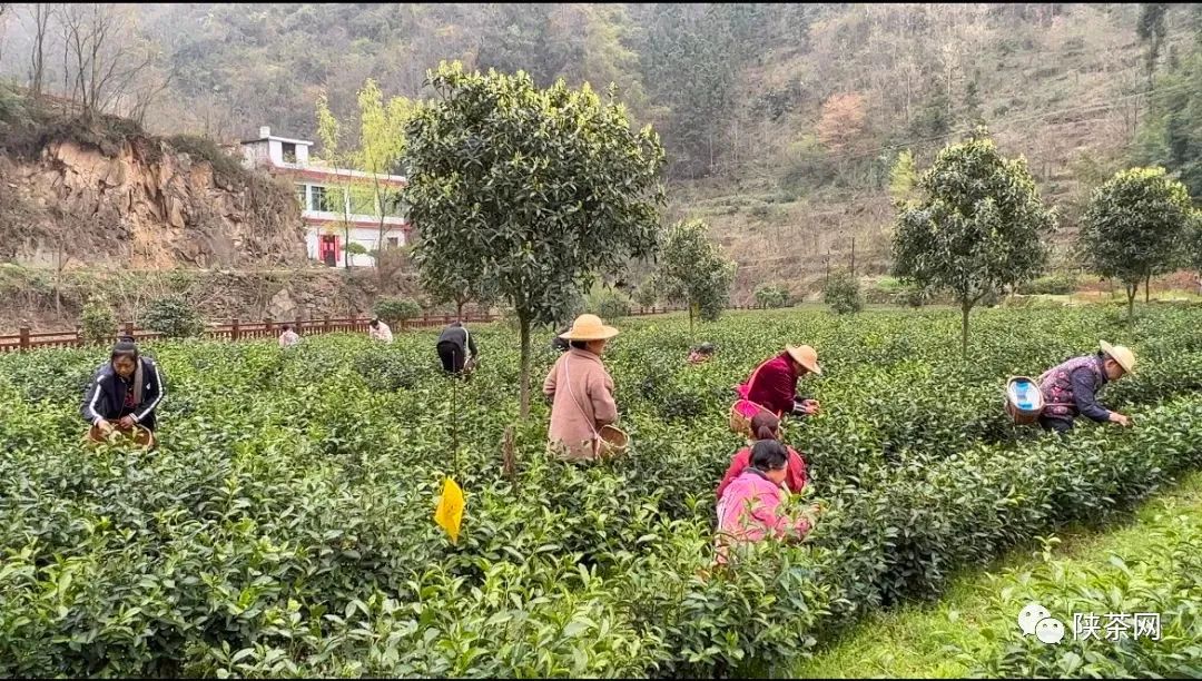 富硒茶一芽一叶