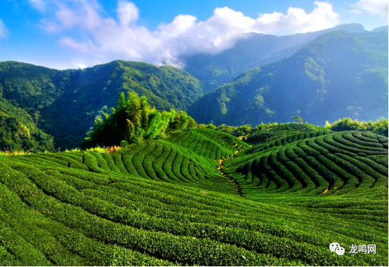 富硒茶一芽一叶