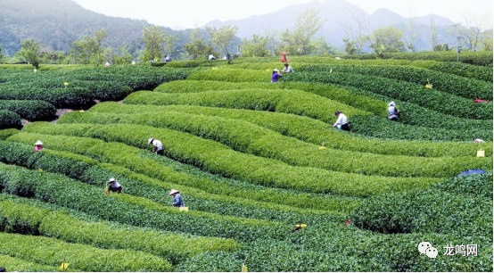 富硒茶一芽一叶