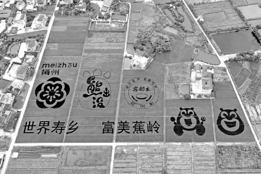 昭通富硒锌大米