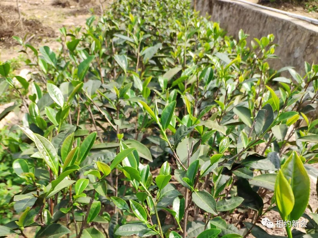 富硒的大米基地