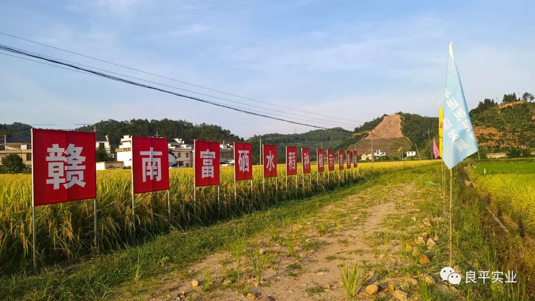 富硒大米的制作