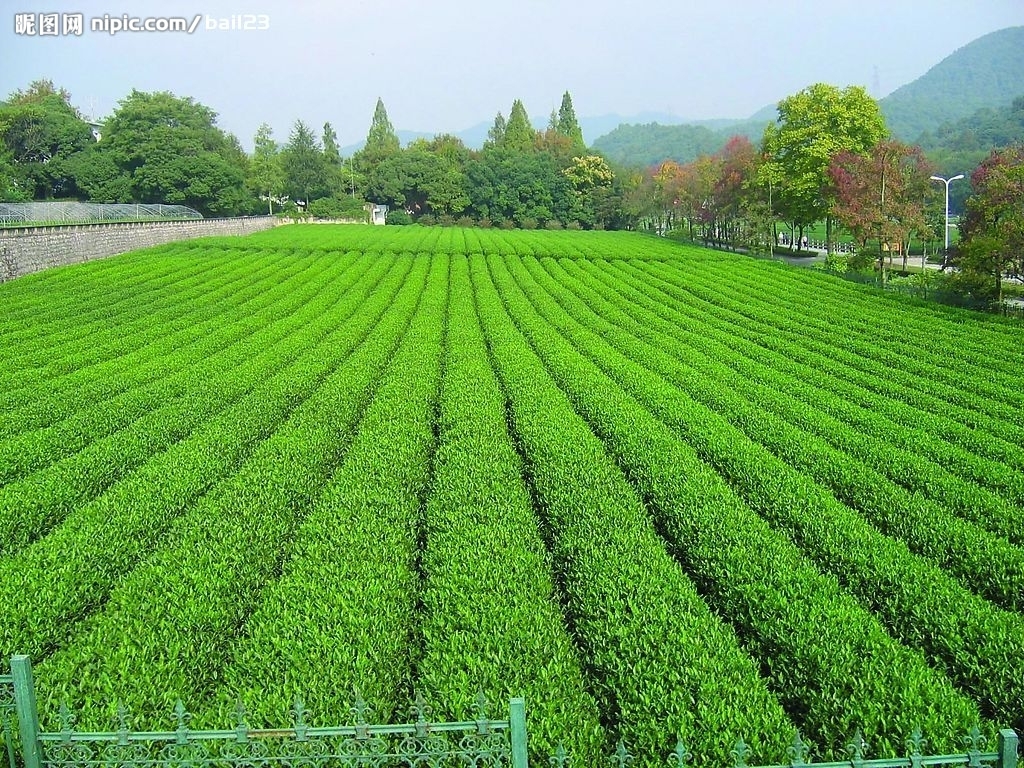 石台富硒村大米