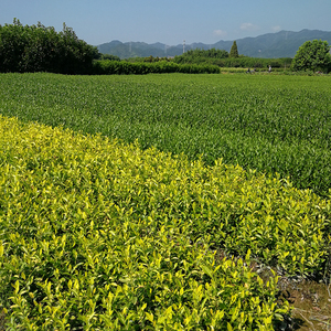 石台富硒村大米