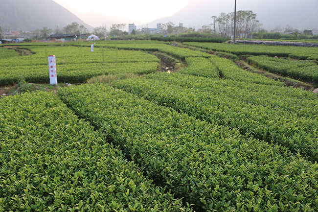 石台富硒村大米