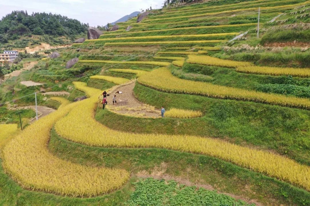 邵阳富硒的大米