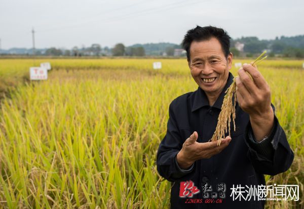 富硒大米的采样