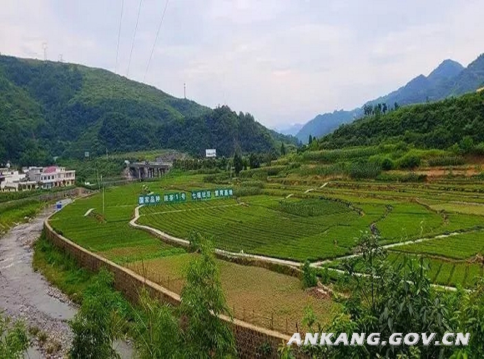 汉阴县富硒大米