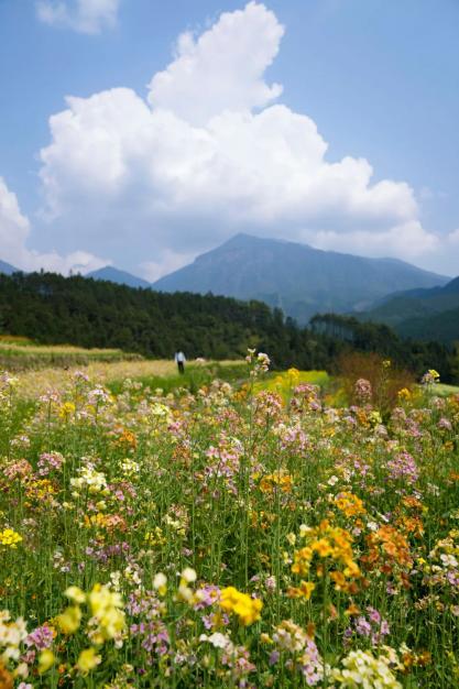 瓦里乡富硒大米