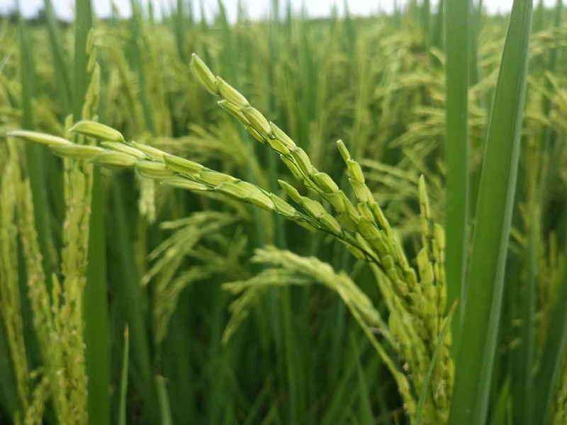 远洲农业良田吉时富硒大米2.5kg真空牛皮纸装