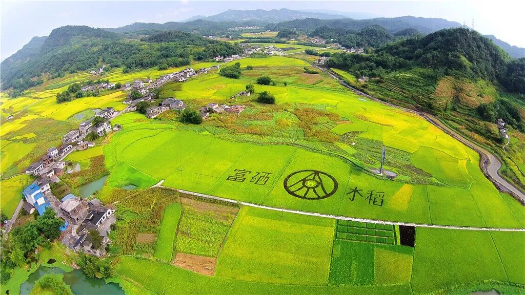 水泸坝富硒大米