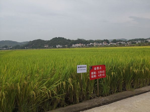 大田县富硒大米