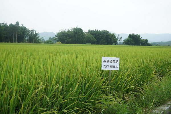 大田县富硒大米