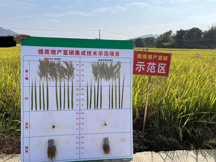 生产富硒大米图