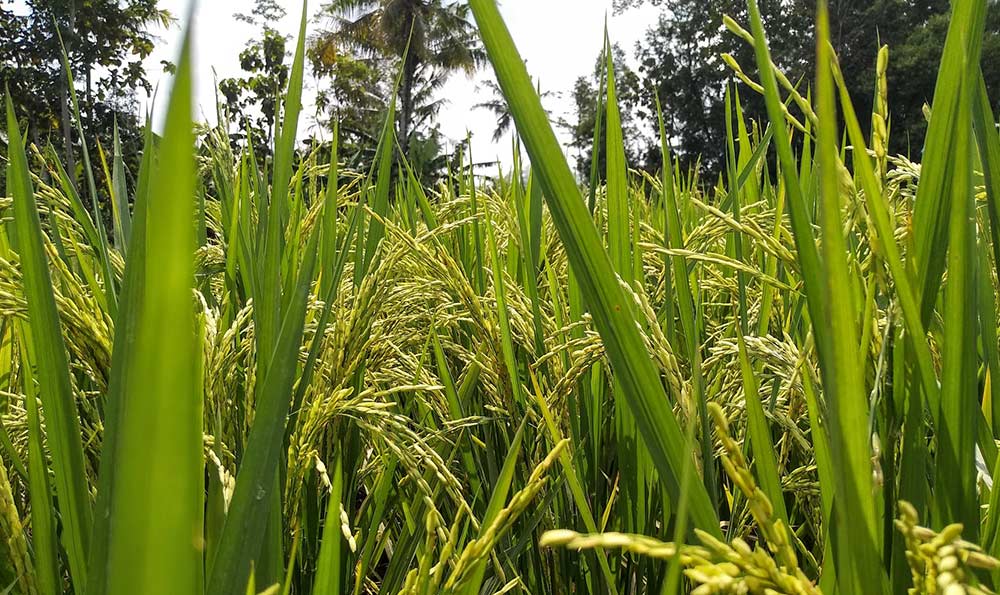 长粒香大米富硒