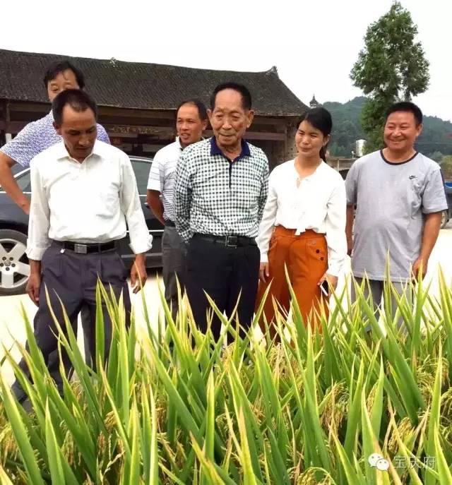 王化永富硒大米