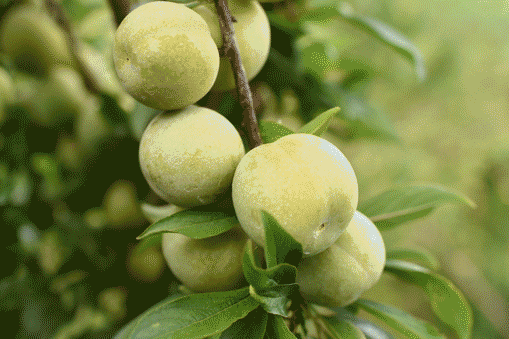 莲花山富硒大米