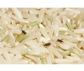 富硒大米生虫吗