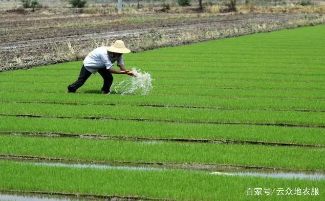 富硒大米有股味