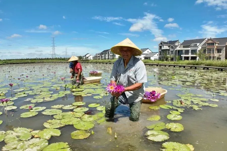 奉贤区富硒大米