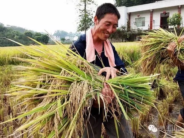 富硒大米生产商