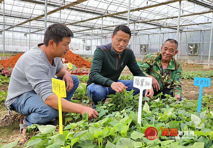 在林坵村金老地瓜专业合作社的地瓜苗圃基地，有从龙岩农科所和山东农科院引进的五六十个高优品种，这里也就成了全县最大的地瓜高优种苗培育基地。图为合作社成员正在察看地瓜种苗生长情况。