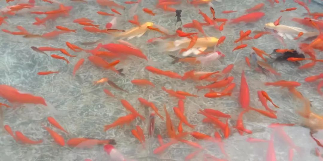 富硒地瓜片功效