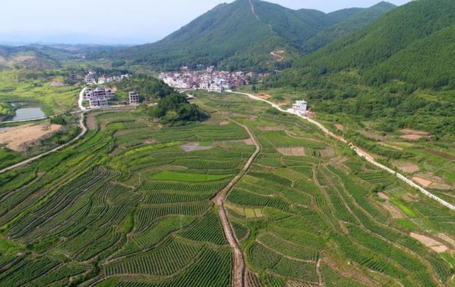富硒地瓜片文案