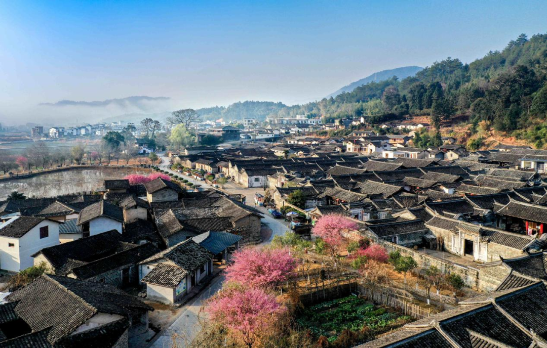 连城富硒鲜地瓜