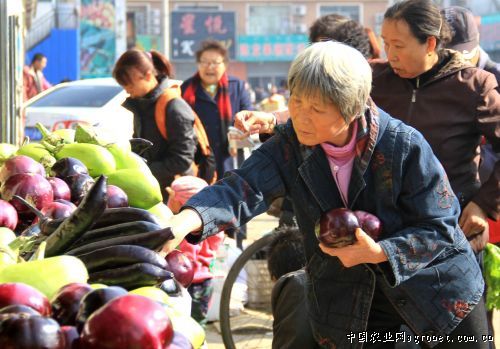 杏鲍菇种植技术